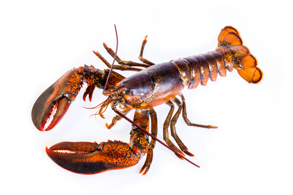 ASMFC Lobster Board Approves Electronic Tracking for Lobster, Jonah Crab Vessels