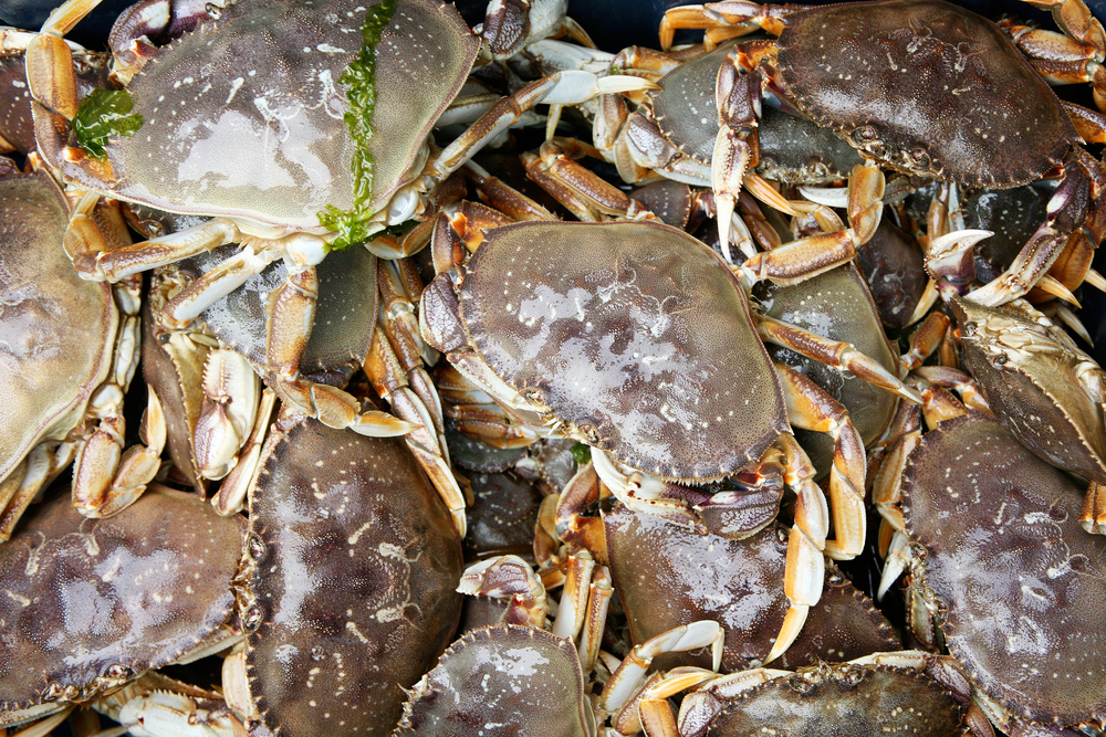 Commercial Bay Crabbing Closure in Southern Oregon Clouds Ocean Crab Season Opening