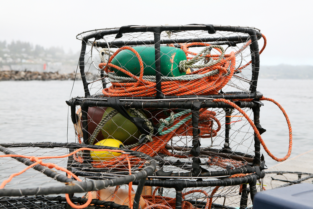 Crab Season Finally Opens on Oregons Southern Coast