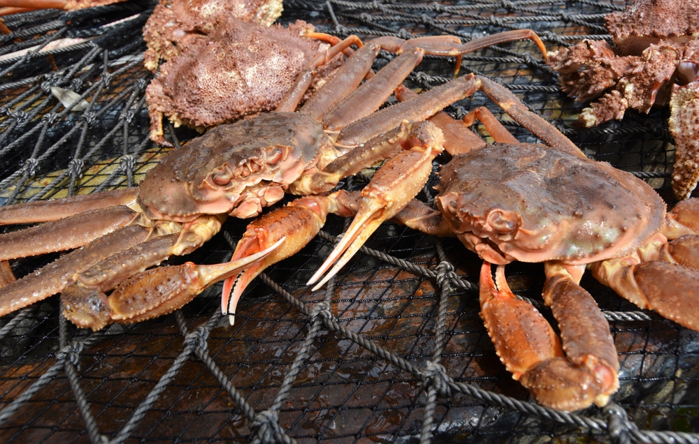 Global 2023 Opilio Snow Crab Projected Catch the Highest Since 2012!