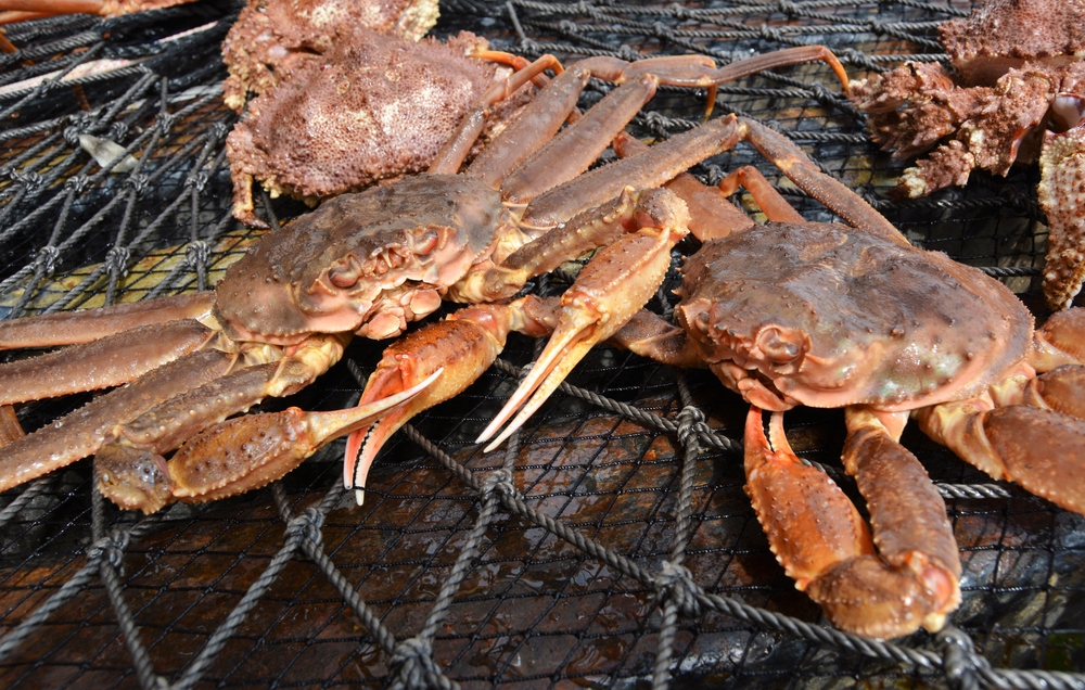 ADF&G Sets 2026/27 Bering Sea Crab TACs: Tanner Crab Nearly Triples to 32.1 Mlbs as Snow Crab Dips