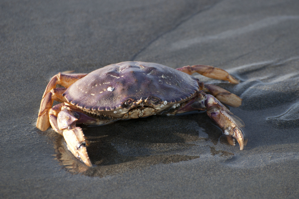 West Coast Fisheries Incredibly Challenged: McGuire Forum Addresses Dungeness, Salmon Impacts