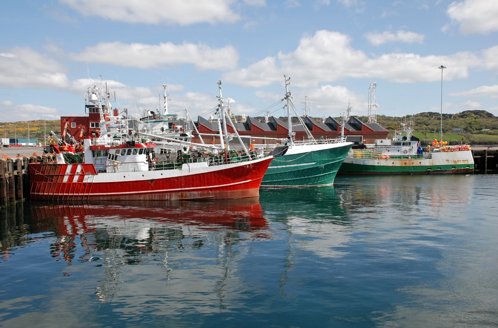 Seals’ Fondness for Salmon Brings Them Into Conflict with Fishermen