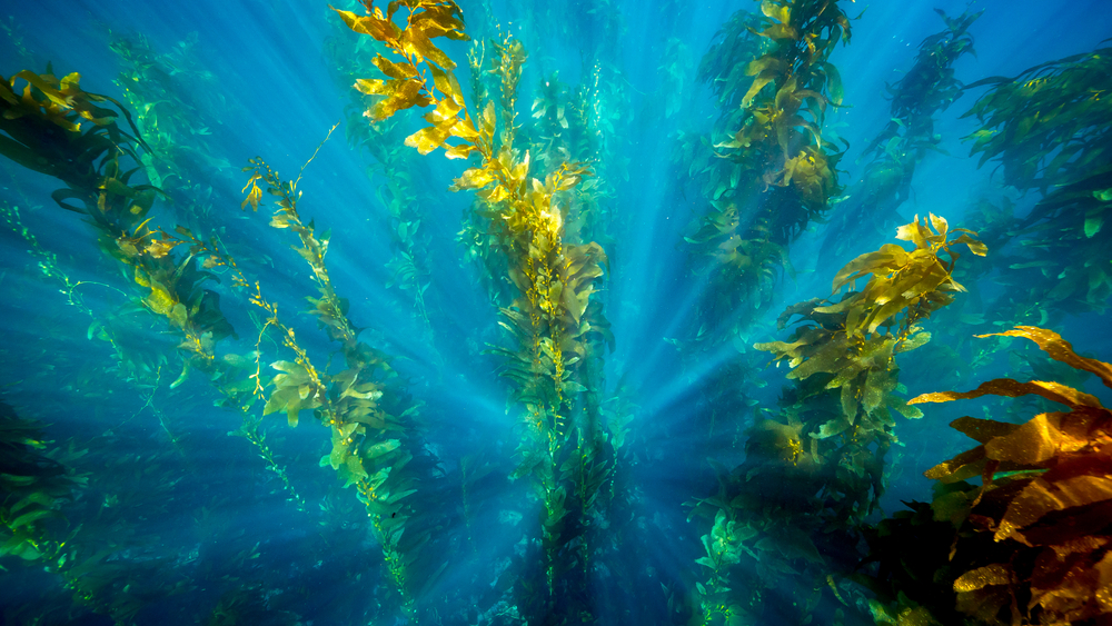 Testing Methods to Minimize Herring Spawning Events on Alaska Kelp Farms