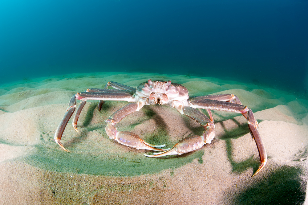 Russian Crab Company Harvested Over 6000 Tons of Crabs, Seeking Markets Other Than the U.S.