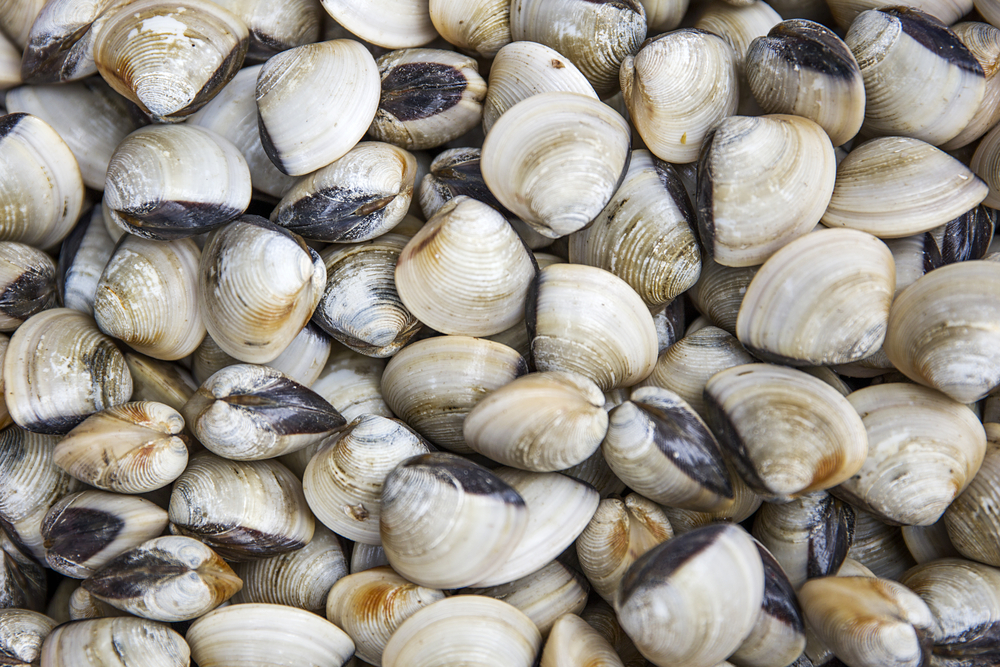 China Emerges as Leading Importer of Vietnamese Shellfish