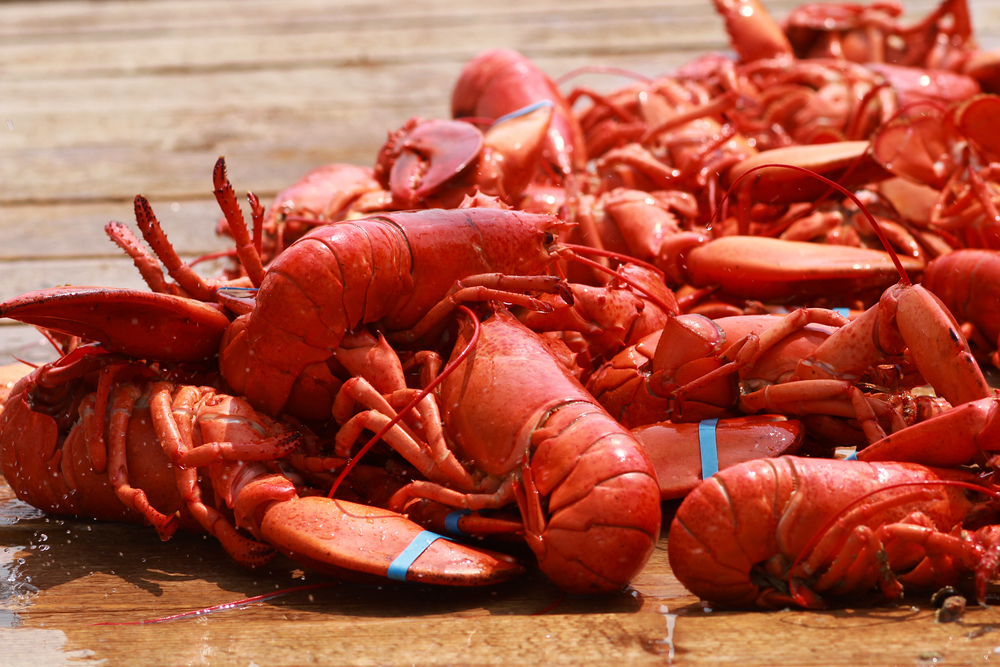 How China’s First Big Investment in Nova Scotia Lobster Turned Sour