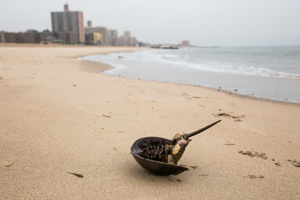 Hochul Urged to Ban Horseshoe Crab Fishing