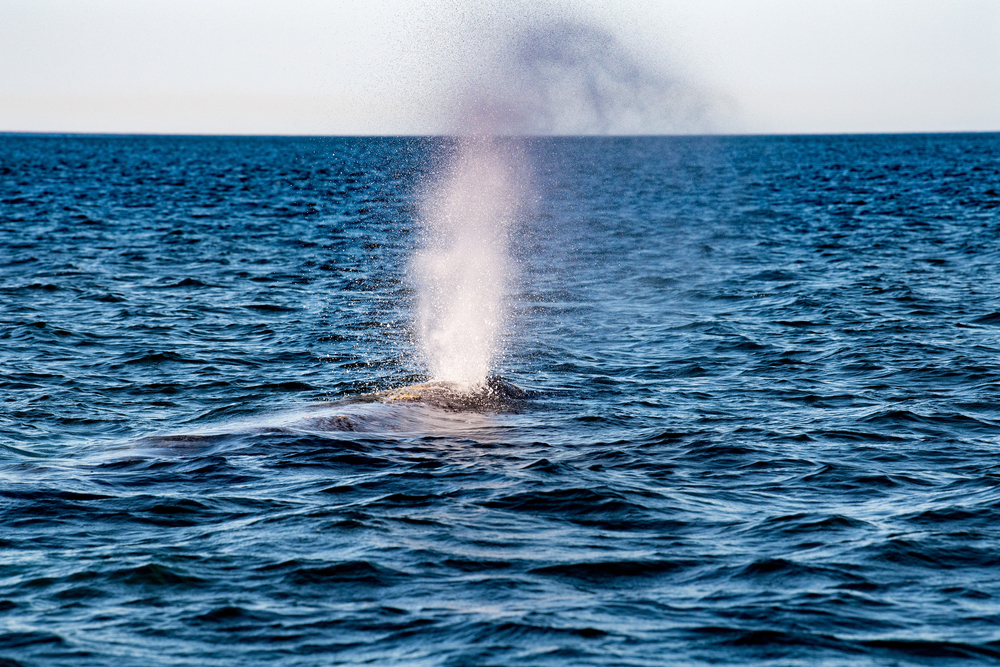 Starving Gray Whales Are Dying at an Alarming Rate in the Pacific Northwest