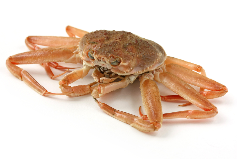 Murray Agrees to Evaluate Possible Merge of 3L Inshore, Offshore Snow Crab Areas Into One Biomass