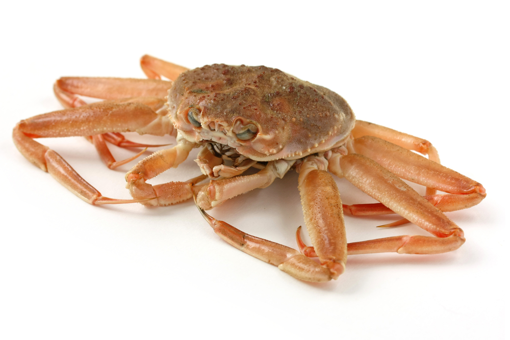 Despite a Return to Cooler Water, Bering Sea Snow Crab Numbers Lowest in Fifty Years