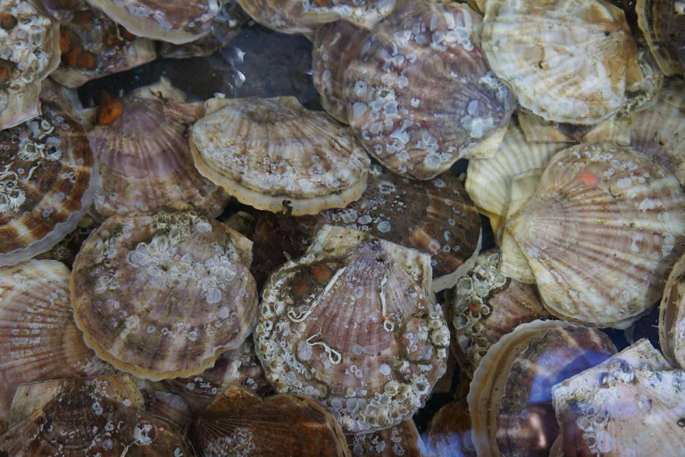 Hokkaido Scallop Landings Anticipated to Decrease by 17% to 336,400 Tons Amid Slowing US Exports