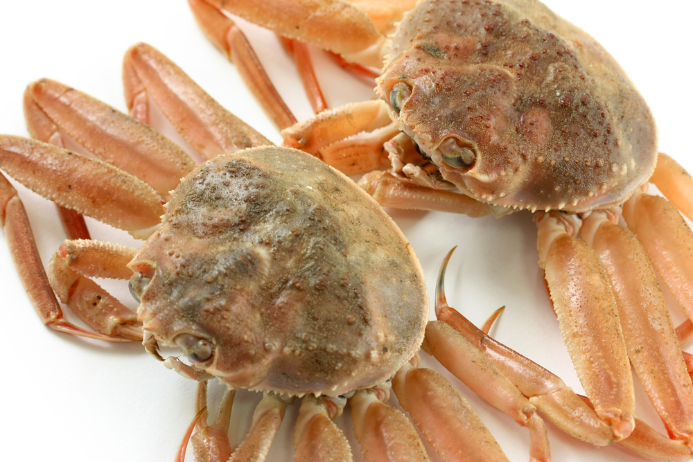 NL Standing Fish Price Setting Panel To Meet Today To Decide 2024 Snow Crab Price