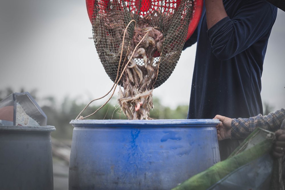 Meat, Shrimp Exporters from India May Get New Market in UK