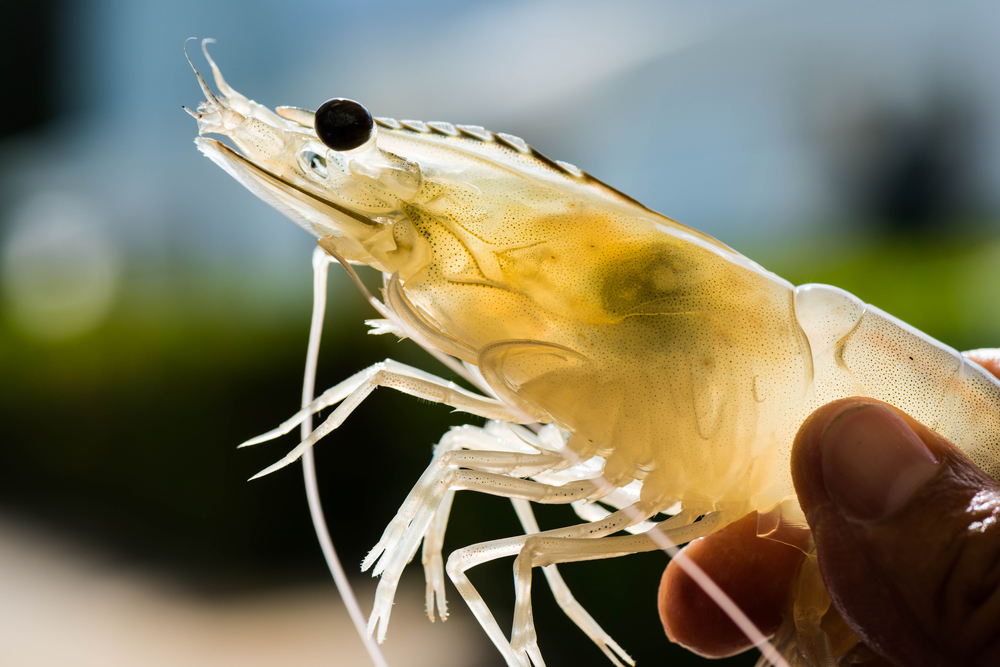 Caught in Trade War, Aquaculture Faces Collapse in Andhra