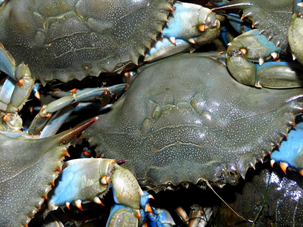 NC Fishery Could Feel a Pinch From Proposed Changes