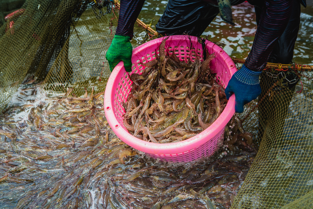 Indias Seafood Sector Expands Beyond US After Tariffs, Shrimp Exports Rise 18% in First Five Months