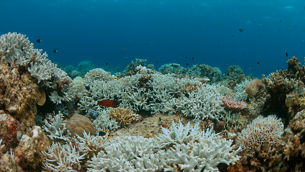 Worlds Coral Reefs Hit by Worst Bleaching Event on Record