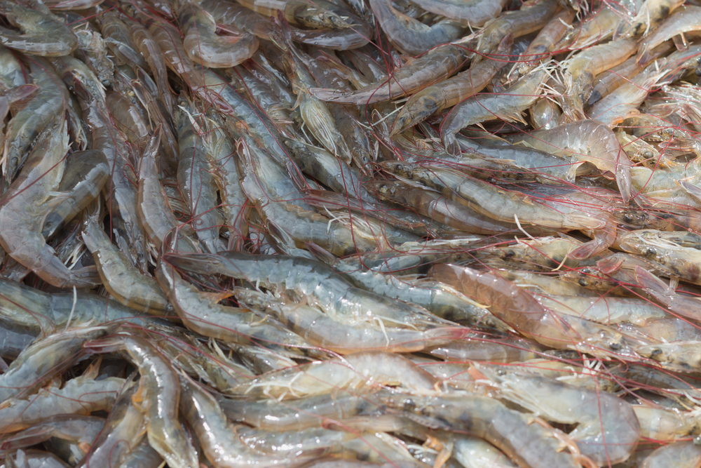 Shrimp Shift: Indian Seafood Exporters Turn to China After US Tariff Shock