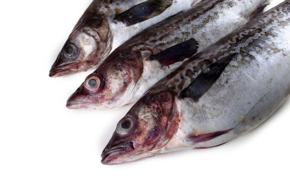 Salmon Bycatch Reduction Efforts Use AI in Bering Sea Pollock Fishery