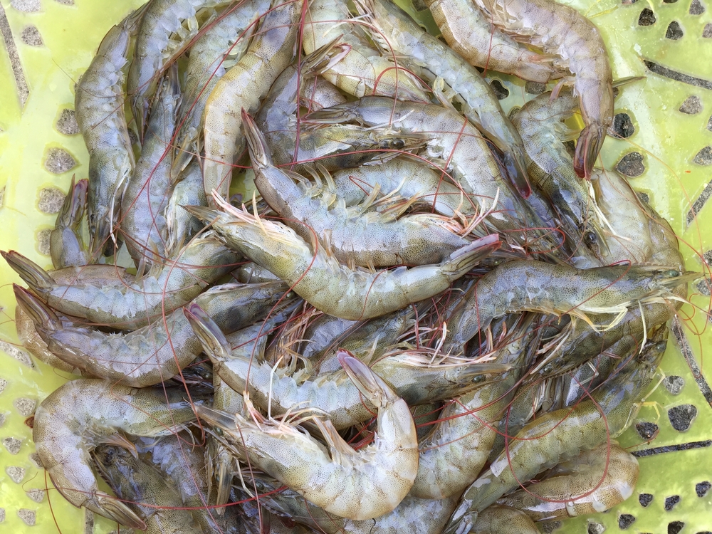 Vietnamese Ca Mau Seafood Overcomes the Fear of US Tariffs