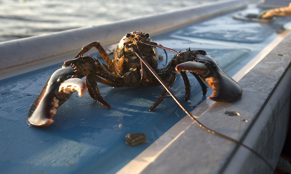 N.S. Lobster Buyer Calls for Heightened Policing After Shot Fired into Meteghan Home