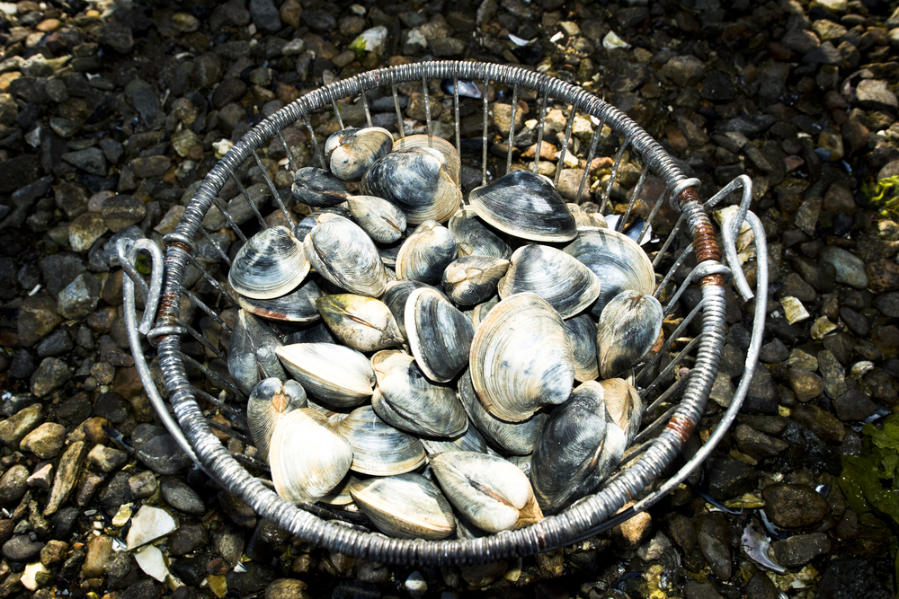 How a R.I. Startup is Turning Seafood Shell Waste into Furniture and Building Materials