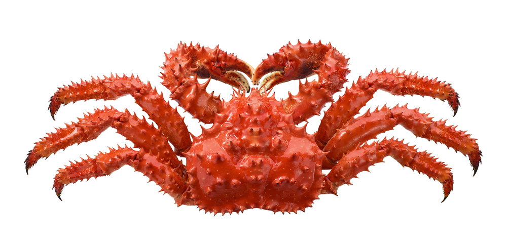 New Report Outlines Trawl Impacts on Red King Crab at Bristol Bay