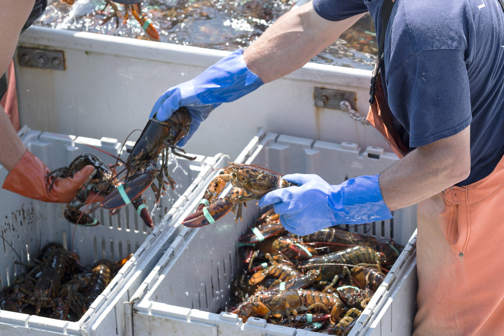 Lobster Industry Files Opening Brief in Appeal Battle Against NMFS, Right Whale Rules