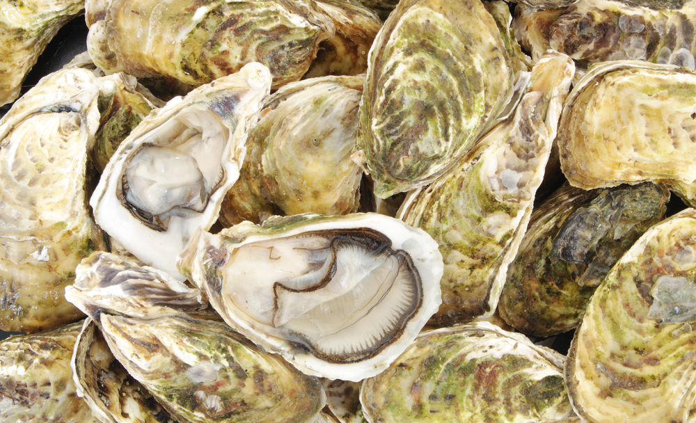 P.E.I. Offers Millions of Dollars in Funding to Oyster Farmers Hard-Hit by Disease