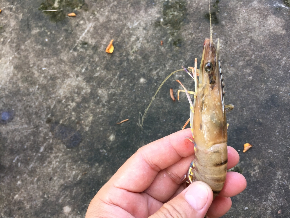 Elementary, Minister Moriarty - Buyback Offer Embarrassing