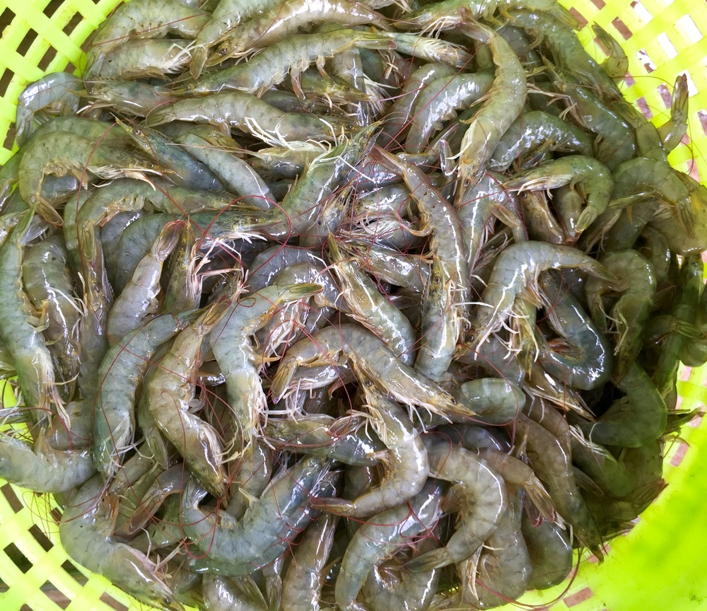 Indian Shrimp Industry Stares at Another US Levy. Can Exporters Survive the Double Whammy?