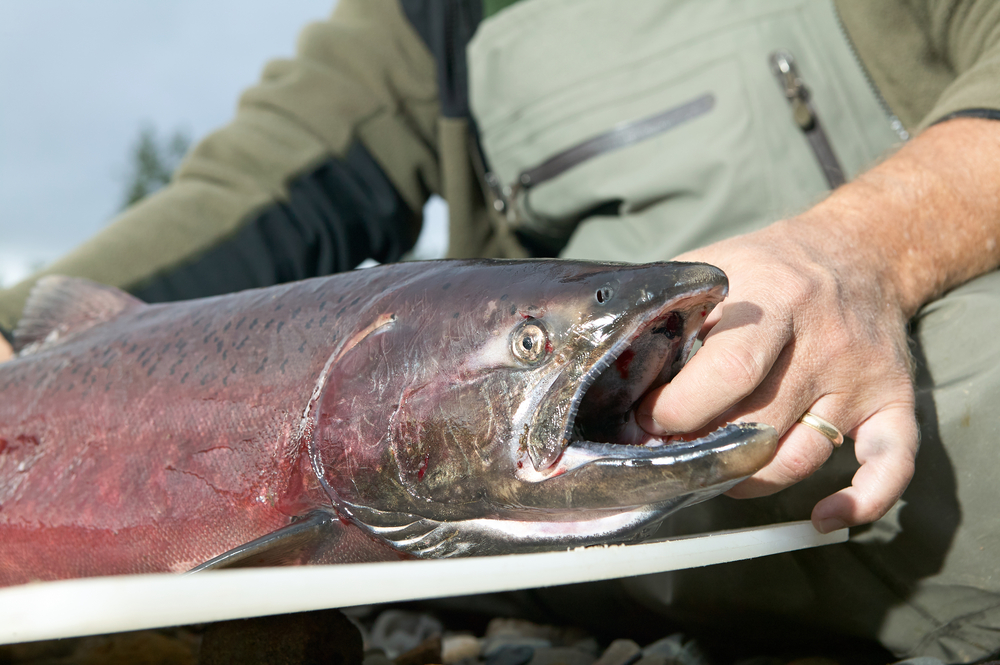 Wild Fish Conservancy Sues NMFS for Missing Deadline on Alaska Chinook ESA Decision