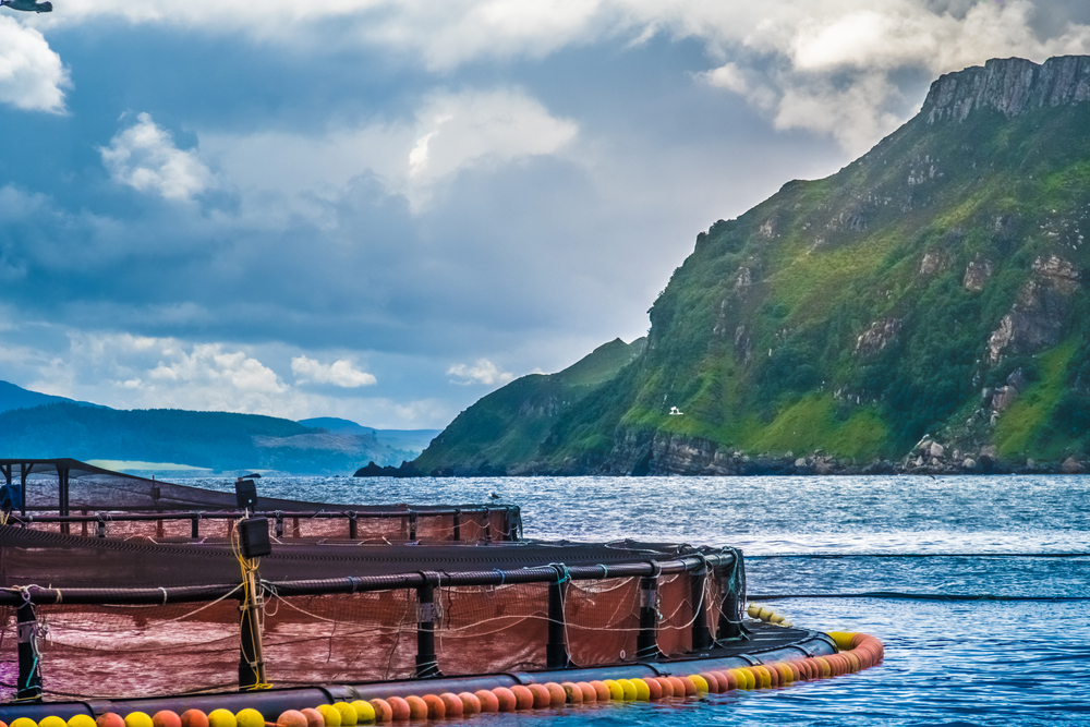 Scotlands Largest Salmon Producer Faces Massive Fish Die-Off Amid Rising Sea Temperatures