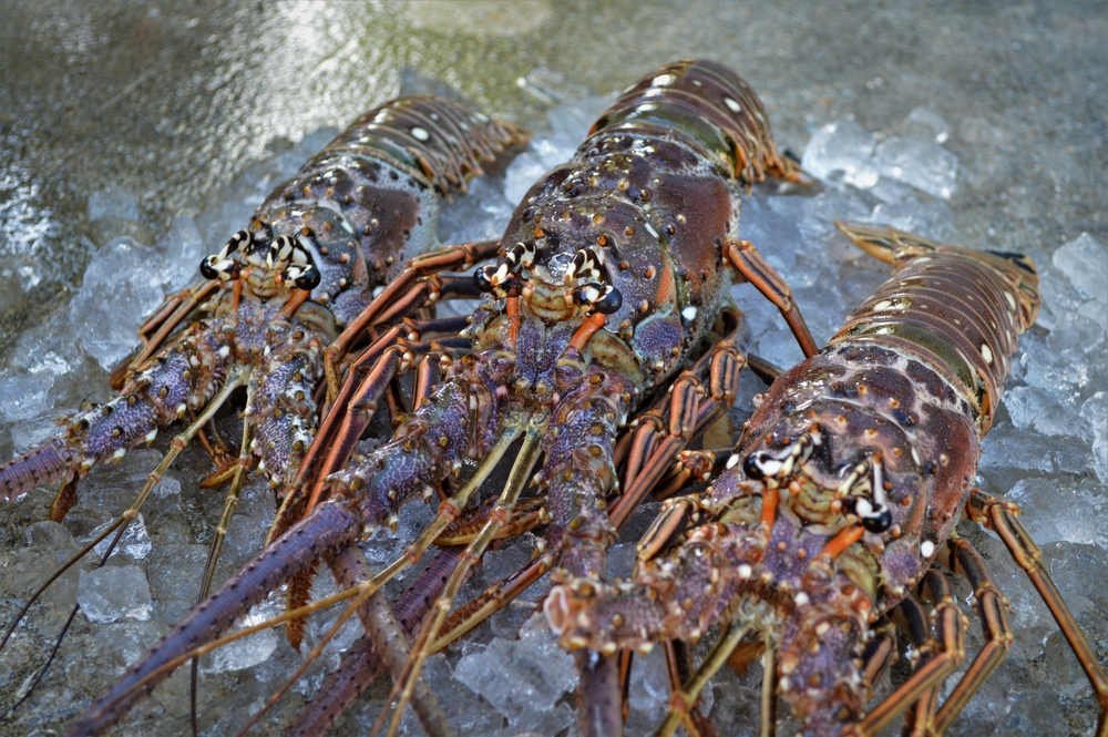 Sea Raids and Tariffs to Leave Florida Keys Lobster Boats Unmanned and on the Brink of Collapse