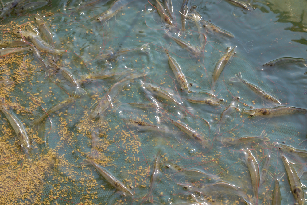 Indian Shrimp Feed Producer Avanti Feeds Sets up New Dutch Subsidiary