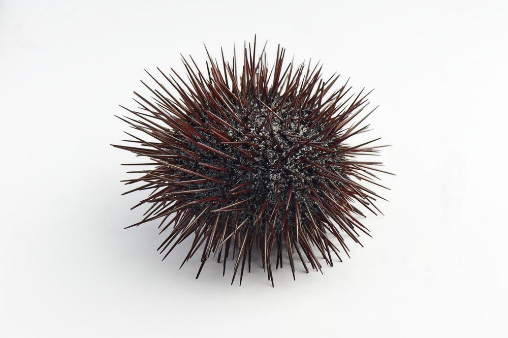 Underwater Fertilizer Made With Sea Urchin Shells Reproduces Kelp Forest, Sea Urchin Resource