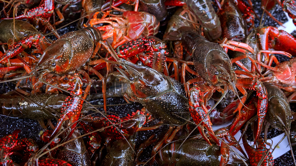 USDA Grants Emergency Assistance To Louisiana’s Crawfish Aquaculture Industry