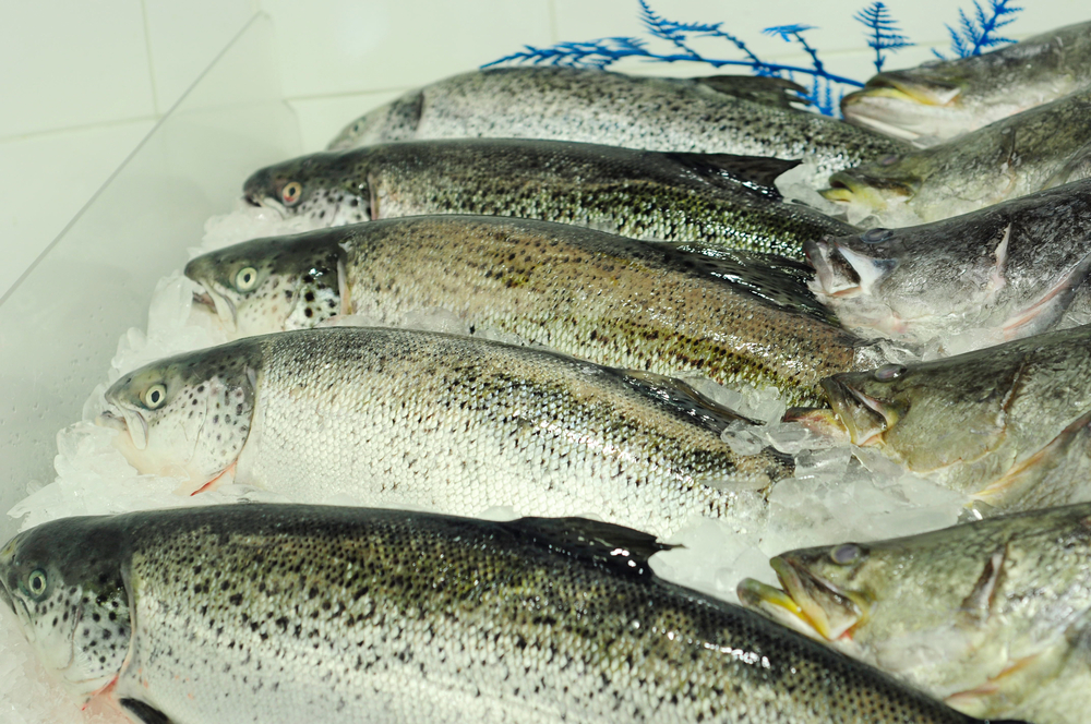 Tasmanian Farmed Salmon Industry Granted Emergency Federal Approval to Use Florfenicol Antibiotic