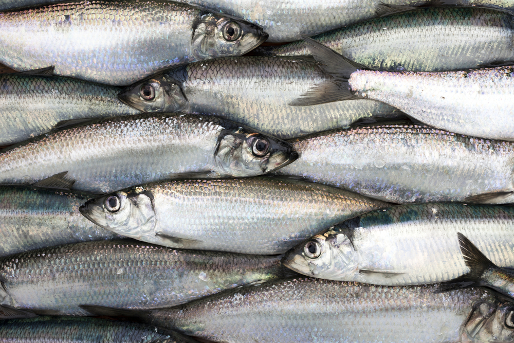 DFO Increases Herring Quota Midseason for SW Nova Scotia/Bay of Fundy Fishery