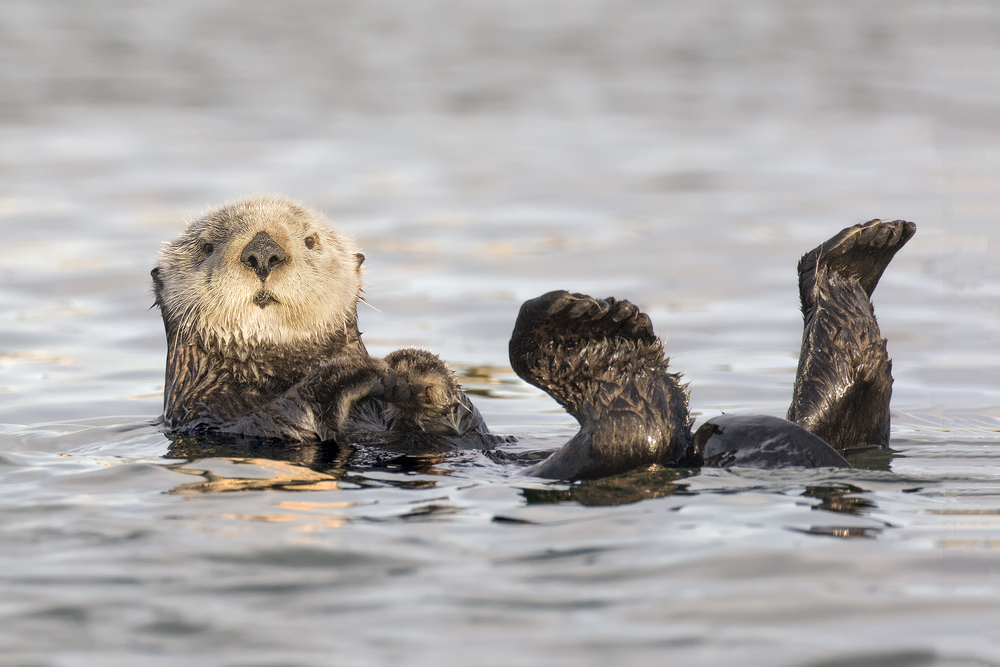 Petersburg Joins Other Southeast Alaska Communities in Asking for Stronger Sea Otter Management
