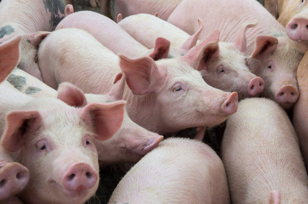Philippines: DA to Procure 32,000 Gilts for Swine Repopulation