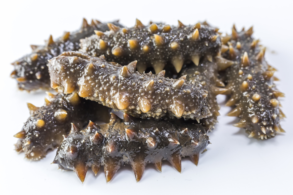 British Columbia Sea Cucumber Poacher Gets Six-year Sentence for Ravaging the Ocean