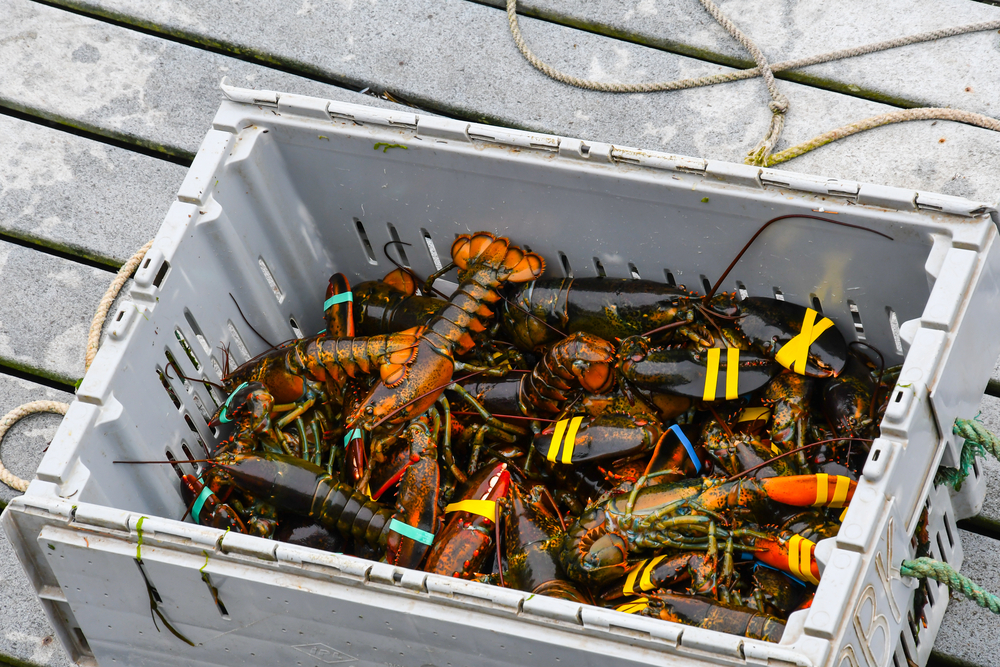 EU Open to Extending Lobster Deal as Part of Package for Trump Tariffs, FT Reports