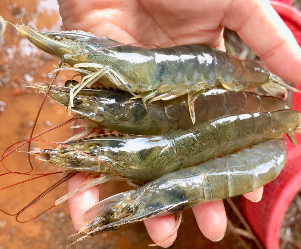 Shrimp Estates: Punjab Takes Step Towards Promoting Aquaculture, Blue Economy
