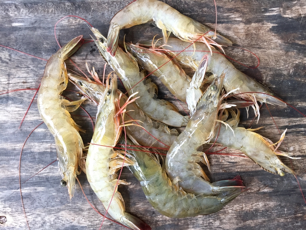 Late-Season Shrimp Prices Hit Record Highs in Đồng Tháp