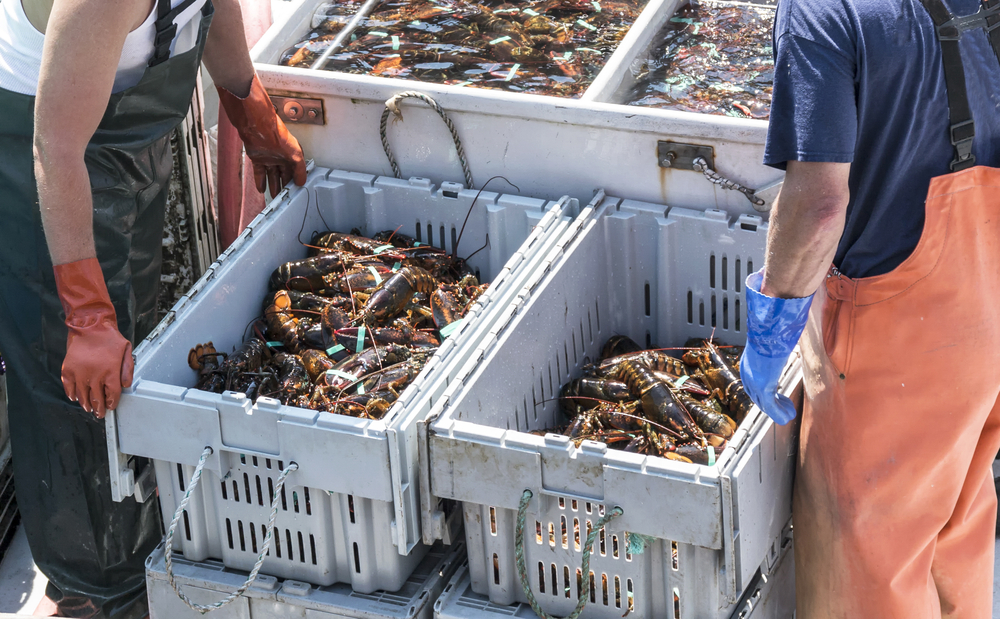 2021 Maine Lobster Harvest Makes History by Breaking Value Record