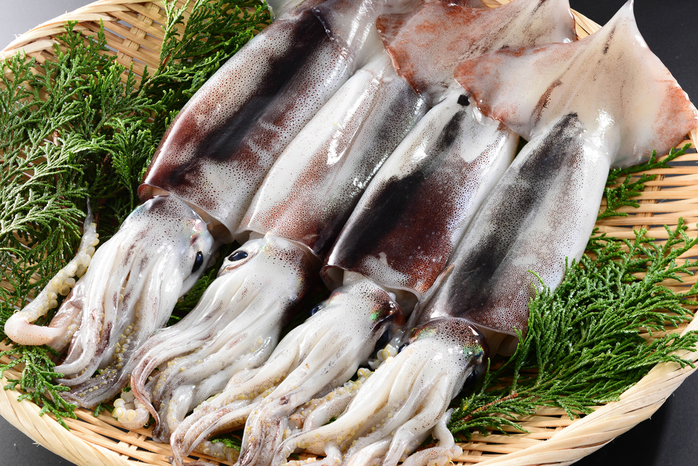 Japan Panel OKs New Squid Catch Allocation Plan