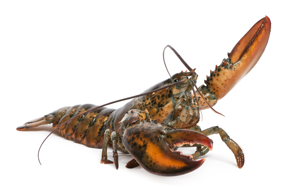 ASMFC American Lobster Board Postpones Decision on Lobster, Jonah Crab Tracking Requirements