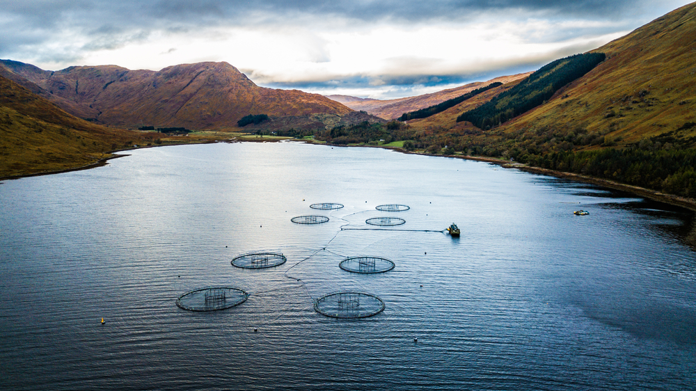 Scotland Fish Farming 2023 Survey Points to Lower Production